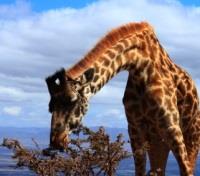 Giraffe Snacking